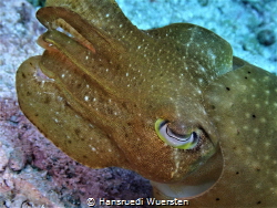 Broadclub cuttlefish - Sepia latimanus by Hansruedi Wuersten 
